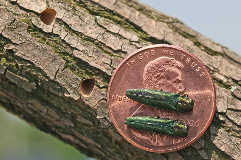 Emerald Ash Borer Omaha Nebraska