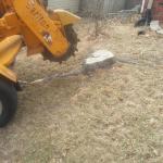 Tree Services of Omaha is a full service tree care provider in Omaha, Nebraska offering tree removal, tree trimming, stump removal, stump grinding, arborist consultations, and tree health care.