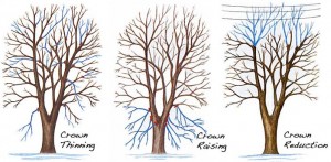 Tree Trimming Omaha - Tree Pruning Omaha